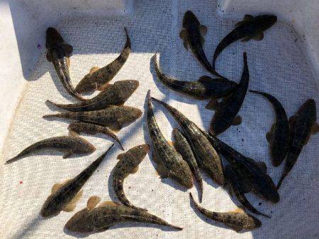 TOPGUN名古屋 釣果