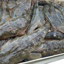 Magic(マジック) 釣果