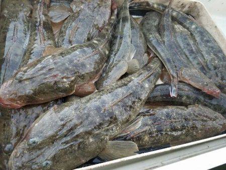 Magic(マジック) 釣果