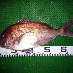 海山フィッシングセンター 釣果