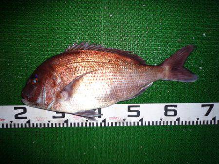 海山フィッシングセンター 釣果