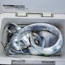 遊漁船 ニライカナイ 釣果