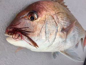 YELLOW-TAIL　イエローテール 釣…