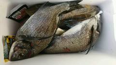 まこと渡船 釣果