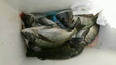 まこと渡船 釣果