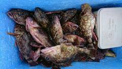 まこと渡船 釣果