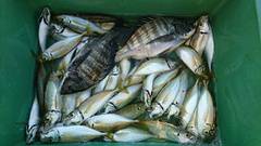 まこと渡船 釣果