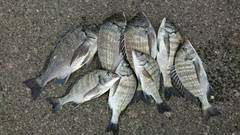 まこと渡船 釣果