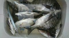 まこと渡船 釣果