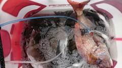 まこと渡船 釣果