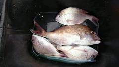 まこと渡船 釣果