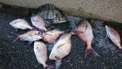 まこと渡船 釣果