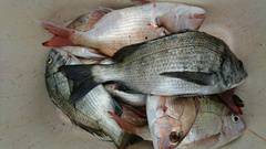 まこと渡船 釣果