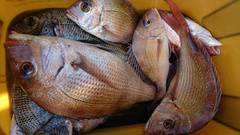 まこと渡船 釣果