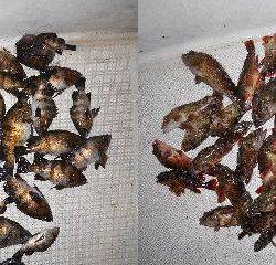 TOPGUN名古屋 釣果