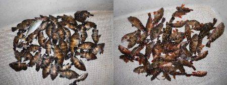 TOPGUN名古屋 釣果