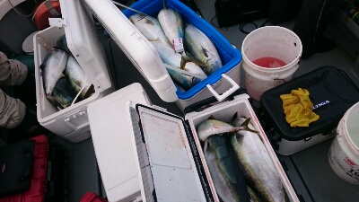 IDATEN(イダテン) 釣果