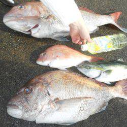 こうゆう丸 釣果