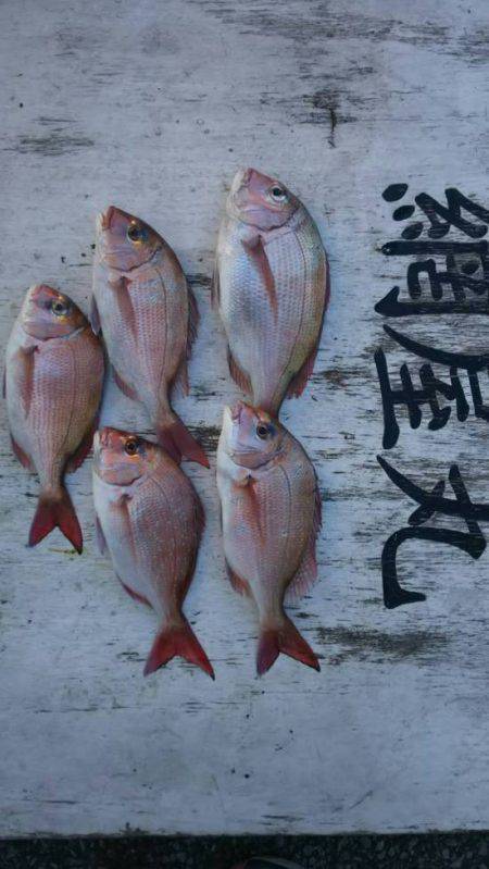 網屋丸 釣果