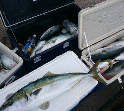 IDATEN(イダテン) 釣果