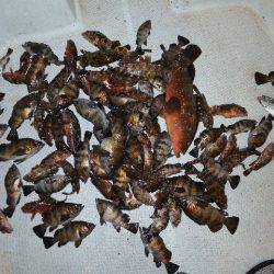 TOPGUN名古屋 釣果