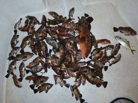 TOPGUN名古屋 釣果