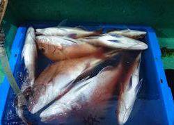 第二むつ漁丸 釣果