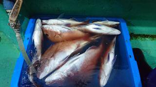 第二むつ漁丸 釣果