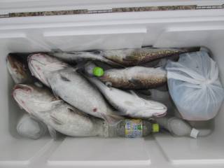 なかくに丸 釣果