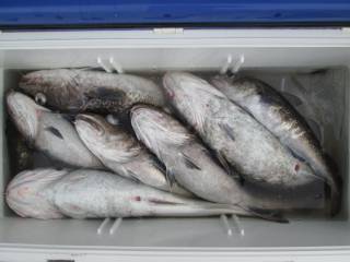 なかくに丸 釣果