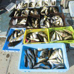 大進丸（愛知） 釣果