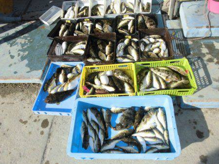 大進丸（愛知） 釣果