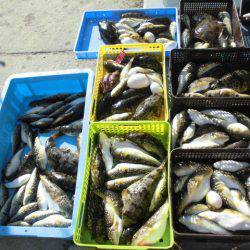 大進丸（愛知） 釣果