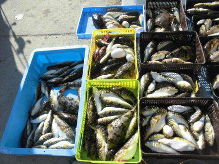 大進丸（愛知） 釣果