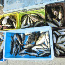 大進丸（愛知） 釣果