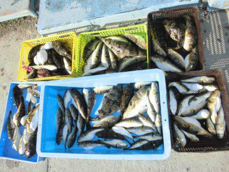 大進丸（愛知） 釣果