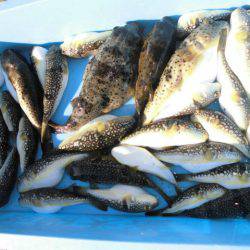 大進丸（愛知） 釣果