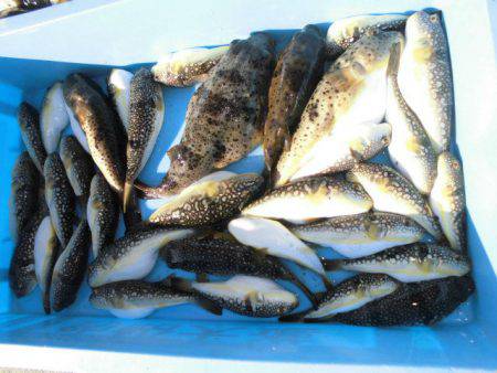 大進丸（愛知） 釣果