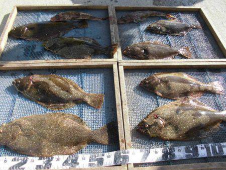 大進丸（愛知） 釣果