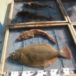 大進丸（愛知） 釣果