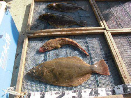 大進丸（愛知） 釣果