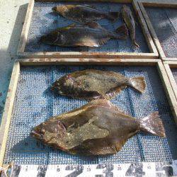 大進丸（愛知） 釣果