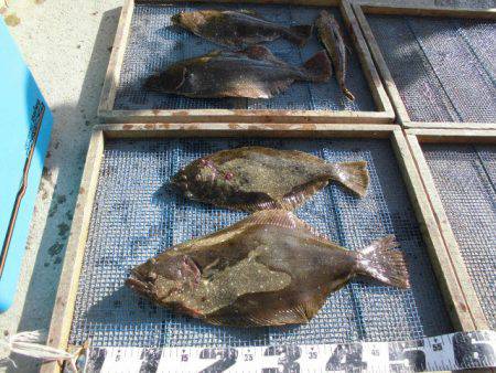 大進丸（愛知） 釣果