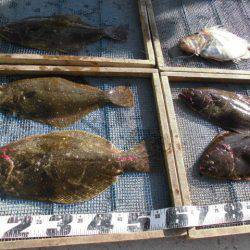 大進丸（愛知） 釣果