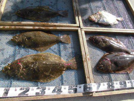 大進丸（愛知） 釣果