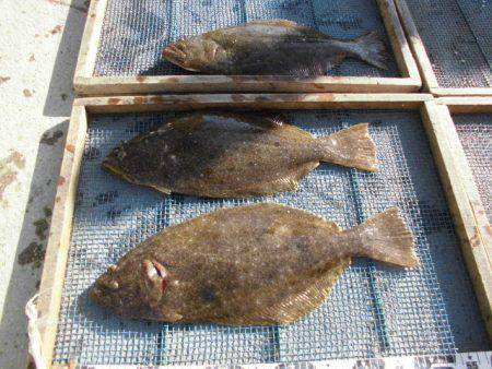 大進丸（愛知） 釣果