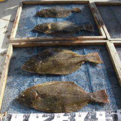 大進丸（愛知） 釣果