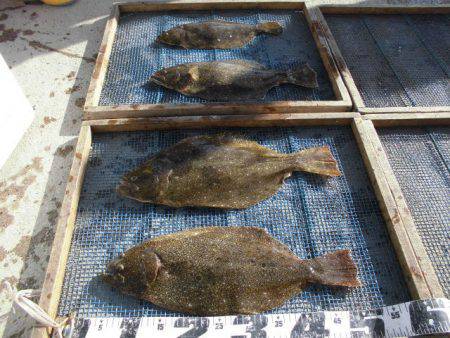 大進丸（愛知） 釣果