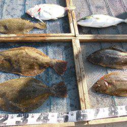 大進丸（愛知） 釣果