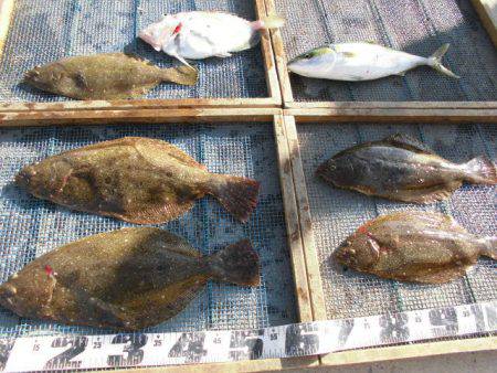 大進丸（愛知） 釣果